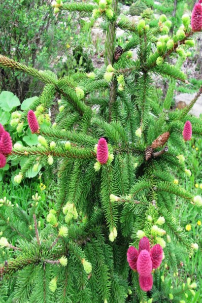 Ель обыкновенная Акрокона красные декоративные шишки